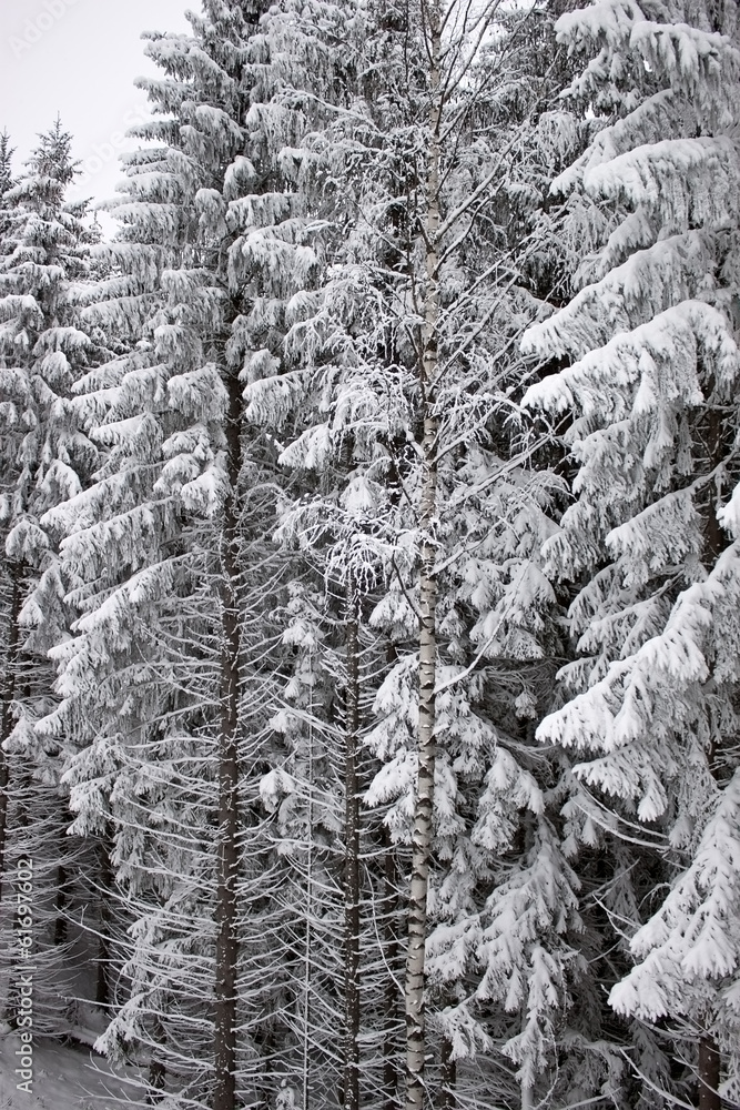 Snow-covered tree branch Snow-covered tree branch