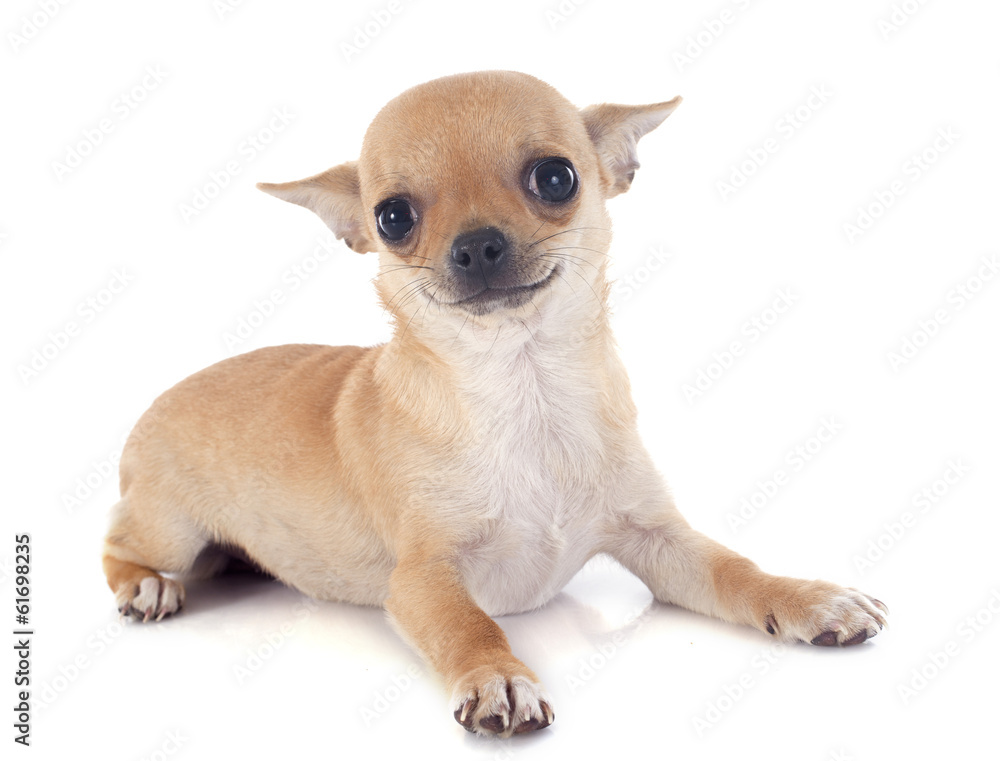 puppy chihuahua