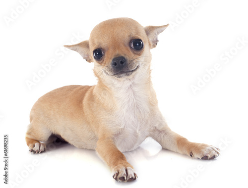 puppy chihuahua