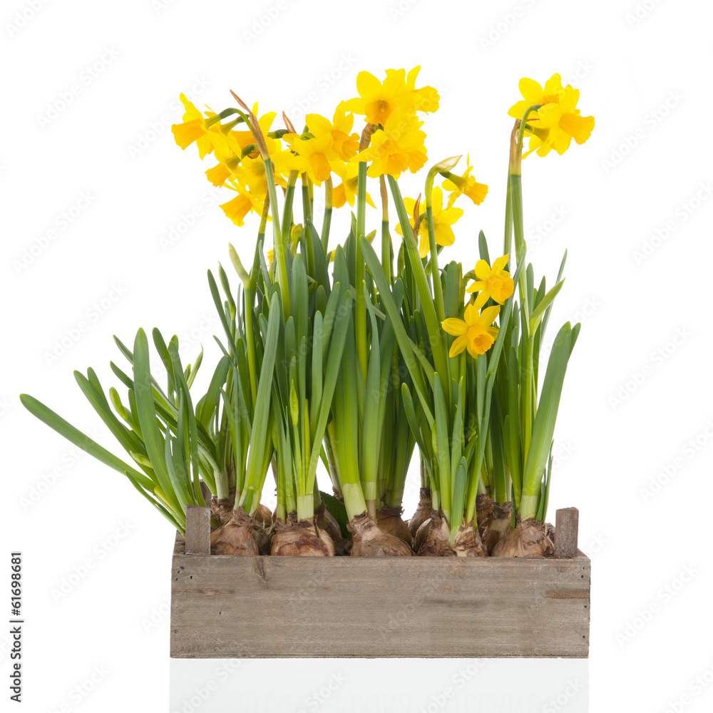 Obraz premium Crate yellow daffodils