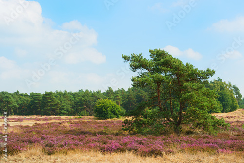 Pine tree in blooming heather field