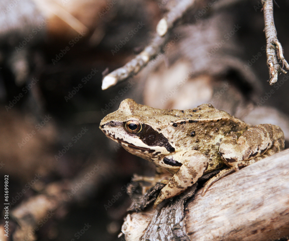 Naklejka premium Frog