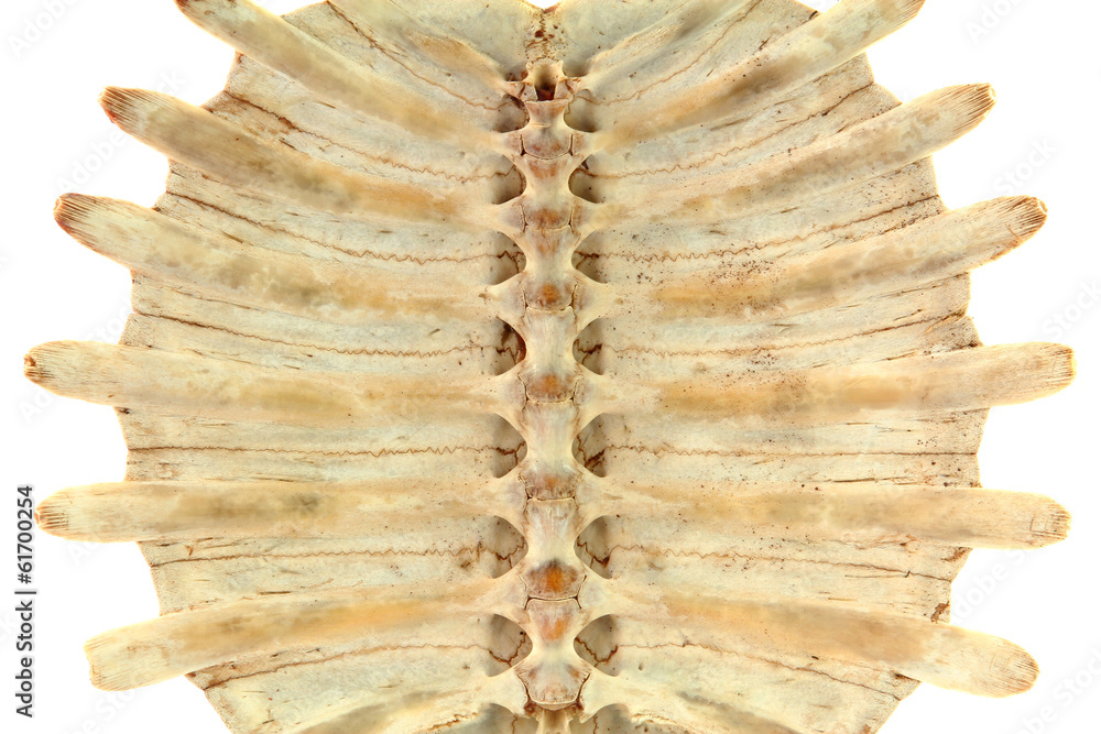 Fototapeta premium Turtle shell