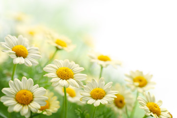 Papier peint photo Marguerites Marguerite éclatante en pleine floraison  © powerstock