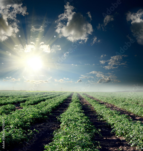 Tomato field over the sun set