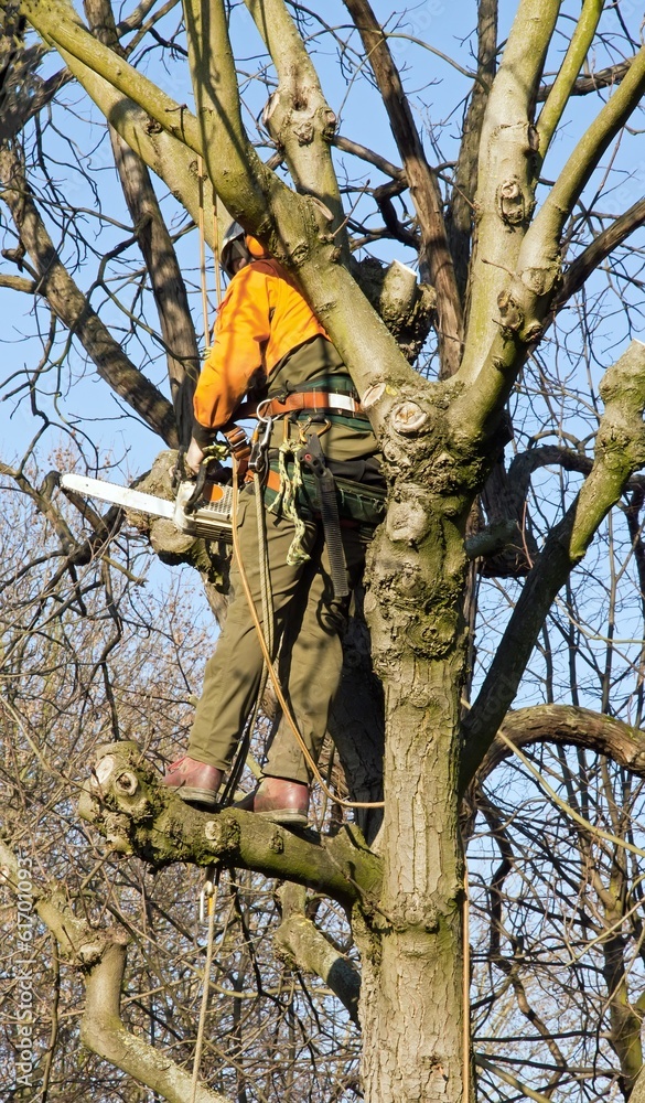 Fototapeta premium élagage d'un arbre, bûcheron en action
