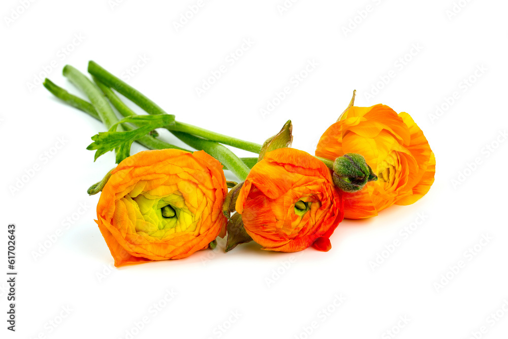 orange ranunculus isolated on white orange ranunculus isolated on white