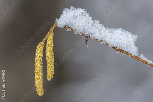 Hazel branch with catkins c...
