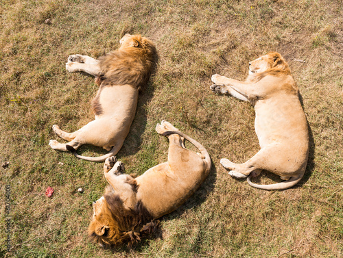 Fototapeta Naklejka Na Ścianę i Meble -  Three lions sleeping