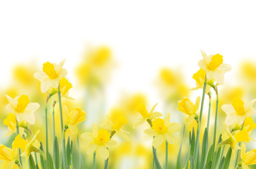 Foto auf Acrylglas Narzisse Frühling wachsende Narzissen  © neirfy