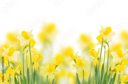 Foto spring growing daffodils