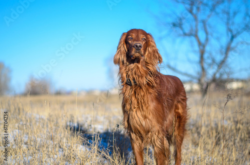 Obraz na płótnie Irish setter outdoors.