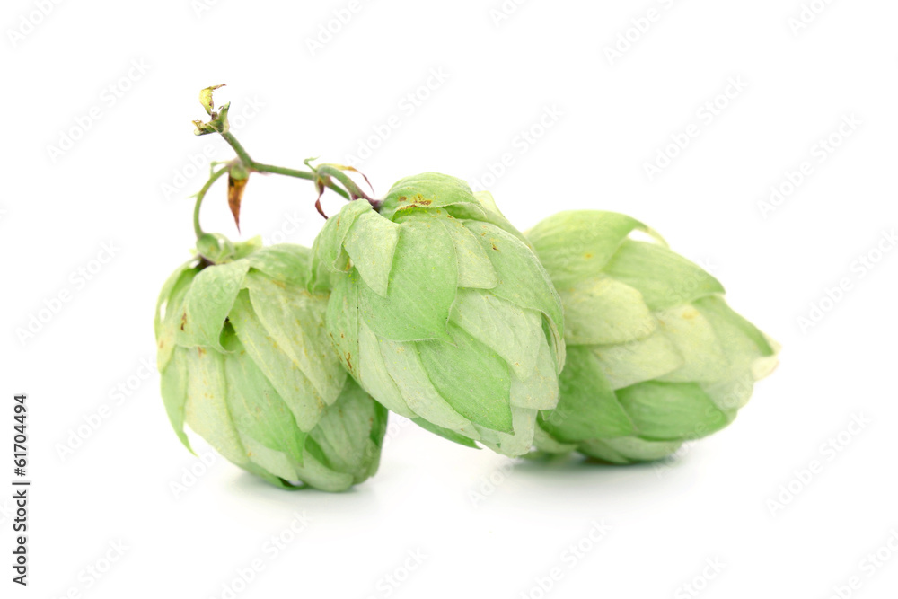 Hop flower green petals. Hop flower green petals.