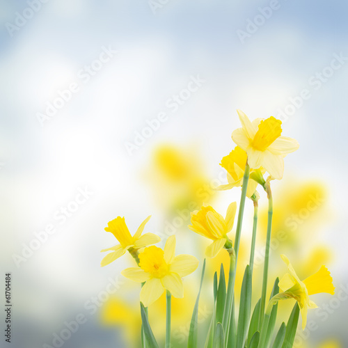 spring daffodils in garden