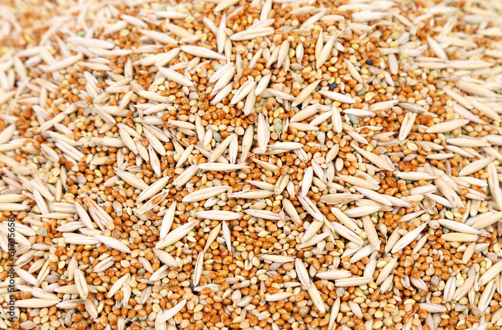 Closeup of wheat grains.