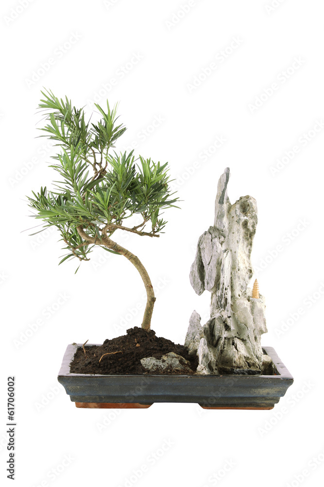 Fototapeta premium Bonsai