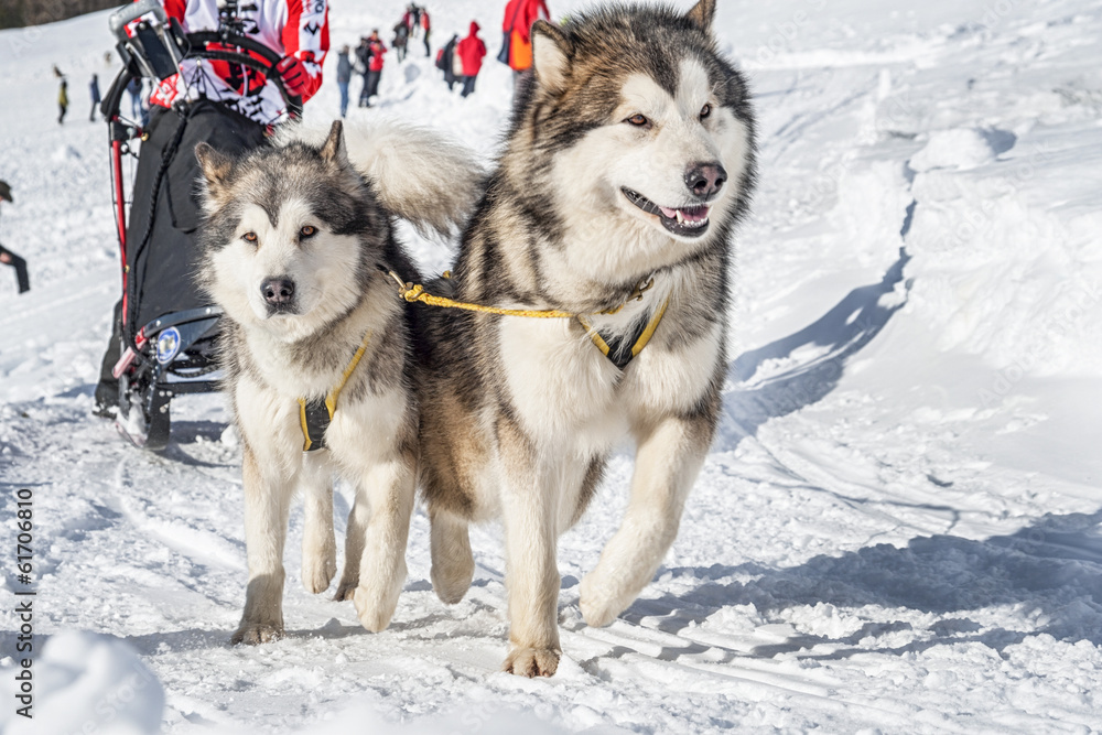 Sleddog Sleddog
