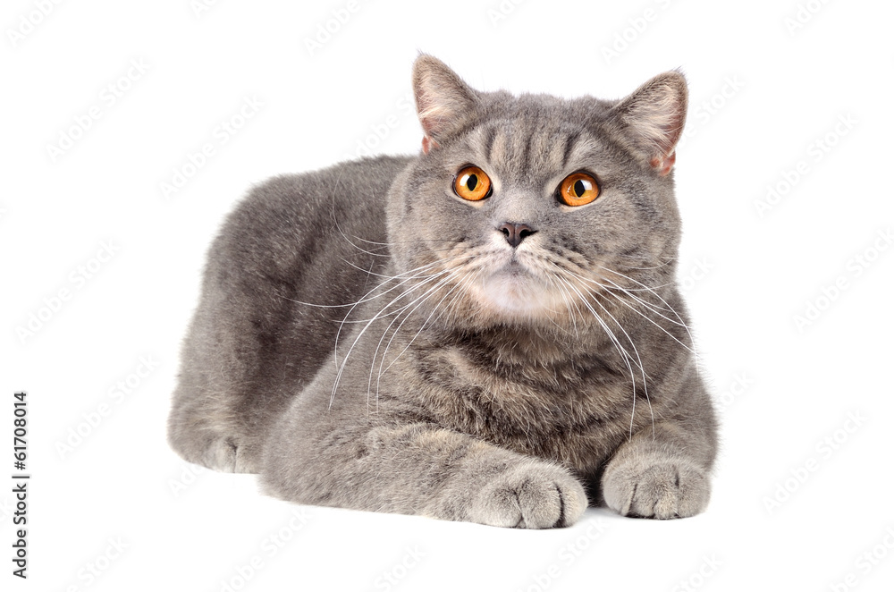 Obraz premium Gray cat