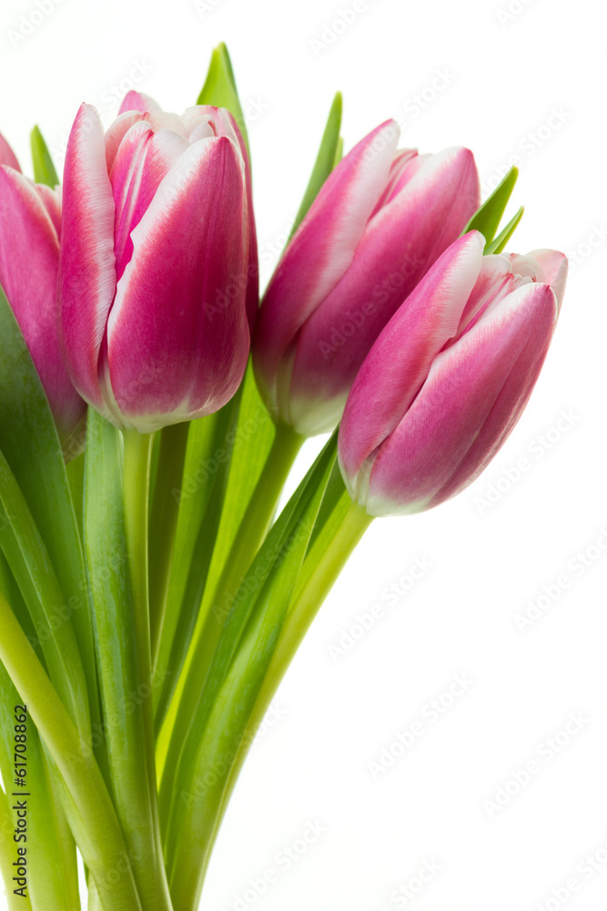 Pink tulips isolated on white background Pink tulips isolated on white background