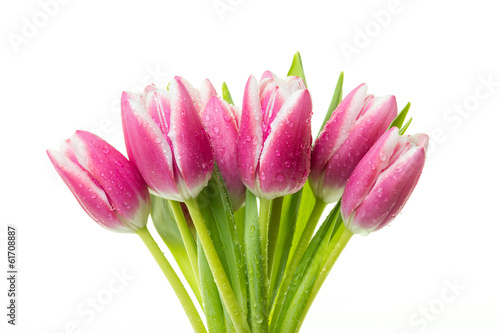Fototapeta Naklejka Na Ścianę i Meble -  Pink tulips with waterdrops on white background