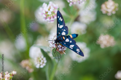 Butterfly. Macro. photo