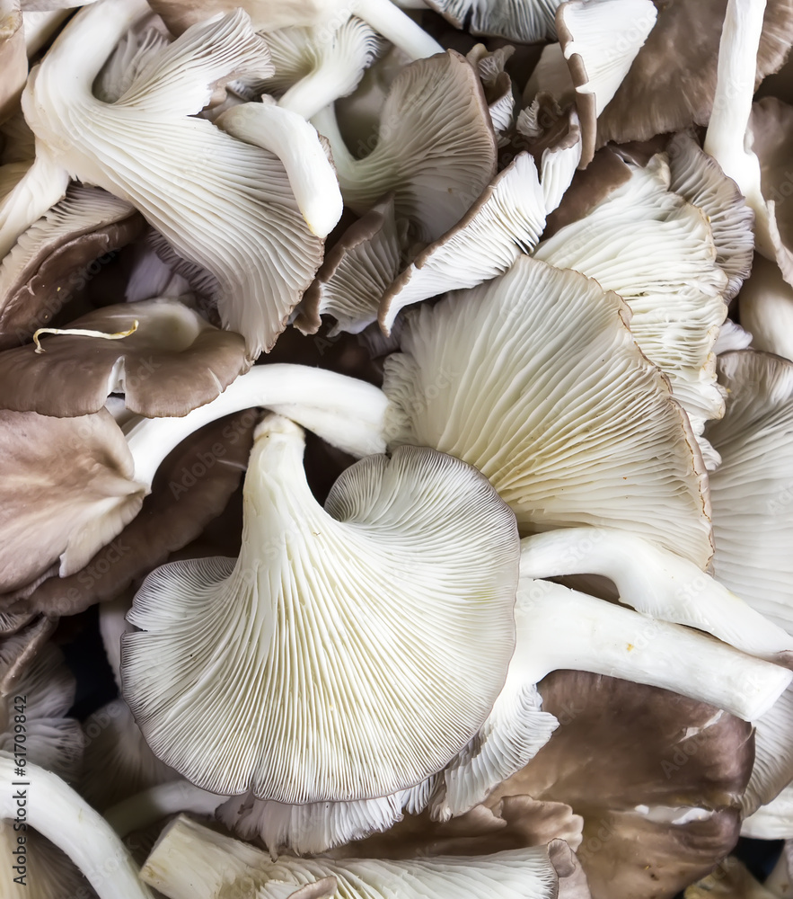 oyster mushroom oyster mushroom