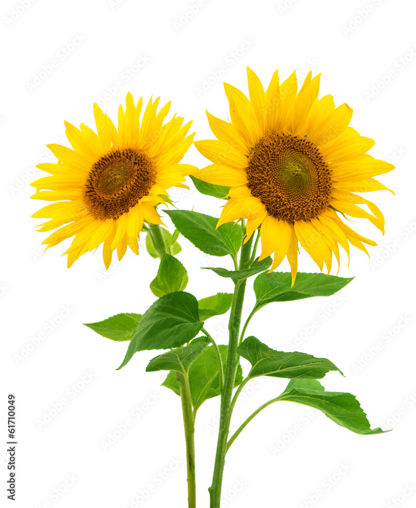 Fototapeta premium sunflowers