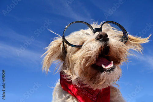Hund mit brille © Natallia Vintsik