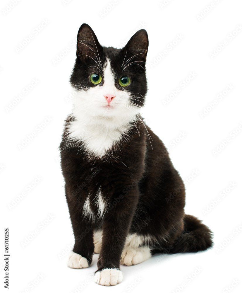 Fototapeta premium Czarno-biały kot