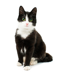 Keuken achterwand Kat Zwart-witte kat met gele ogen  © ksena32