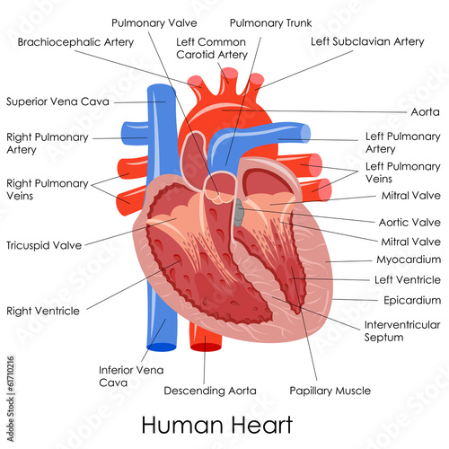 vector illustration of diagram of human heart anatomy