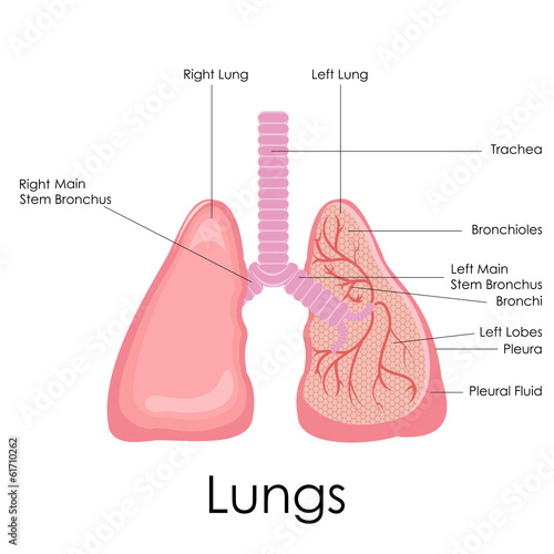 vector illustration of diagram of human lungs anatomy