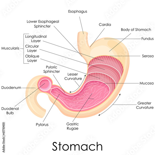 vector illustration of diagram of human stomach anatomy
