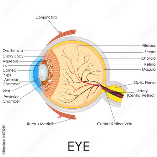 vector illustration of diagram of human eye anatomy