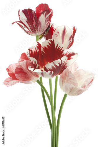 Fototapeta Naklejka Na Ścianę i Meble -  tulip