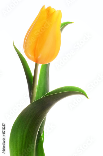 Fototapeta Naklejka Na Ścianę i Meble -  Yellow tulip