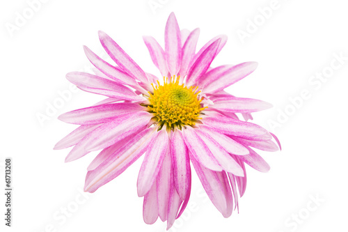 pink chrysanthemum isolated