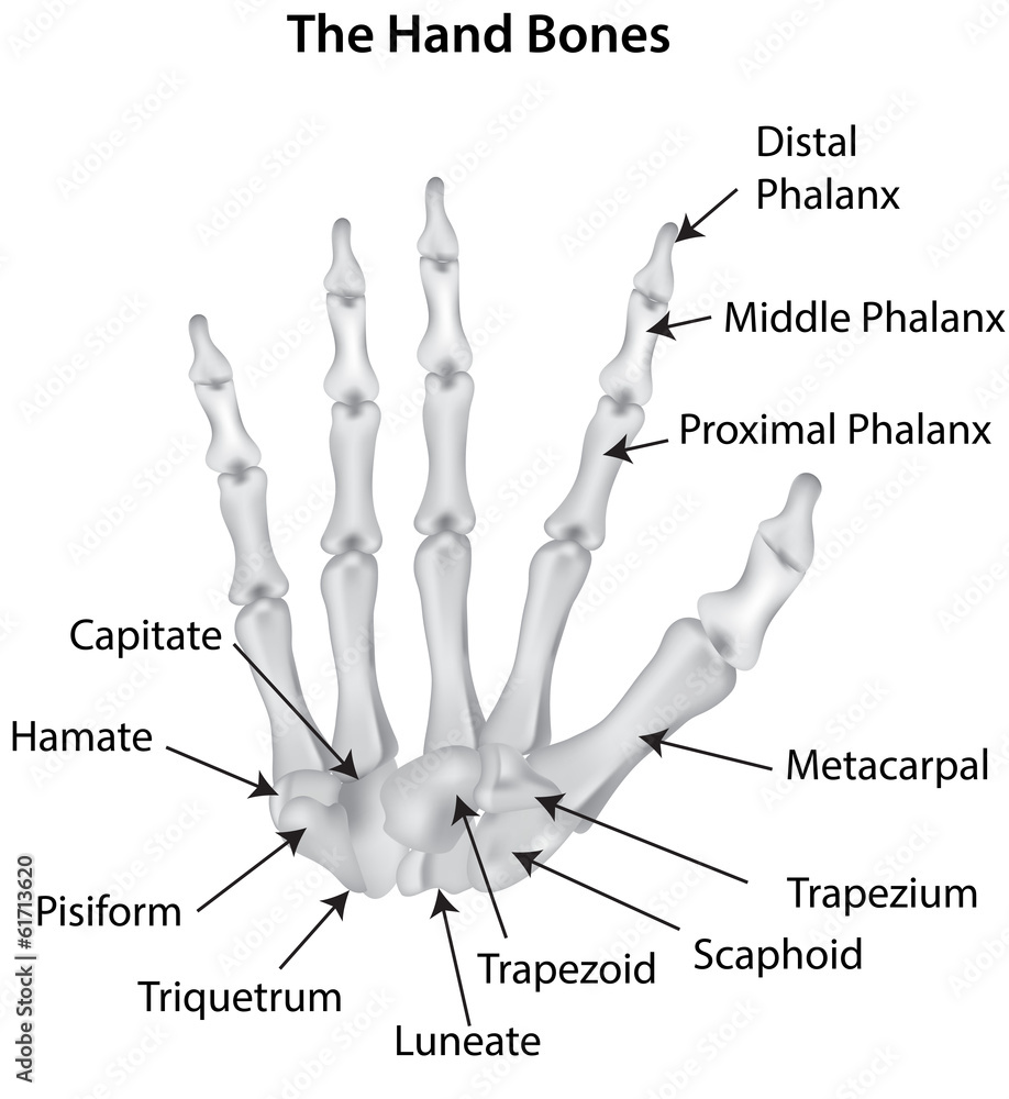 The Hand Bones Labeled Stock Vector Adobe Stock