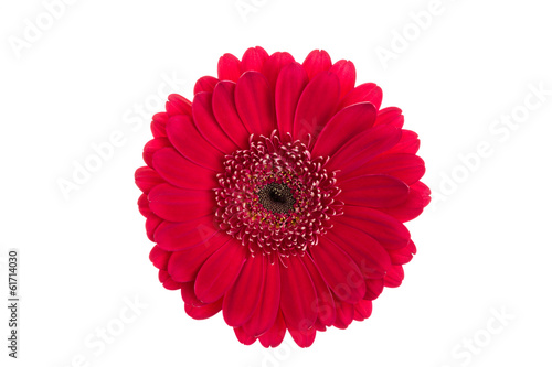 Fototapeta Naklejka Na Ścianę i Meble -  Rote Gerberablüte
