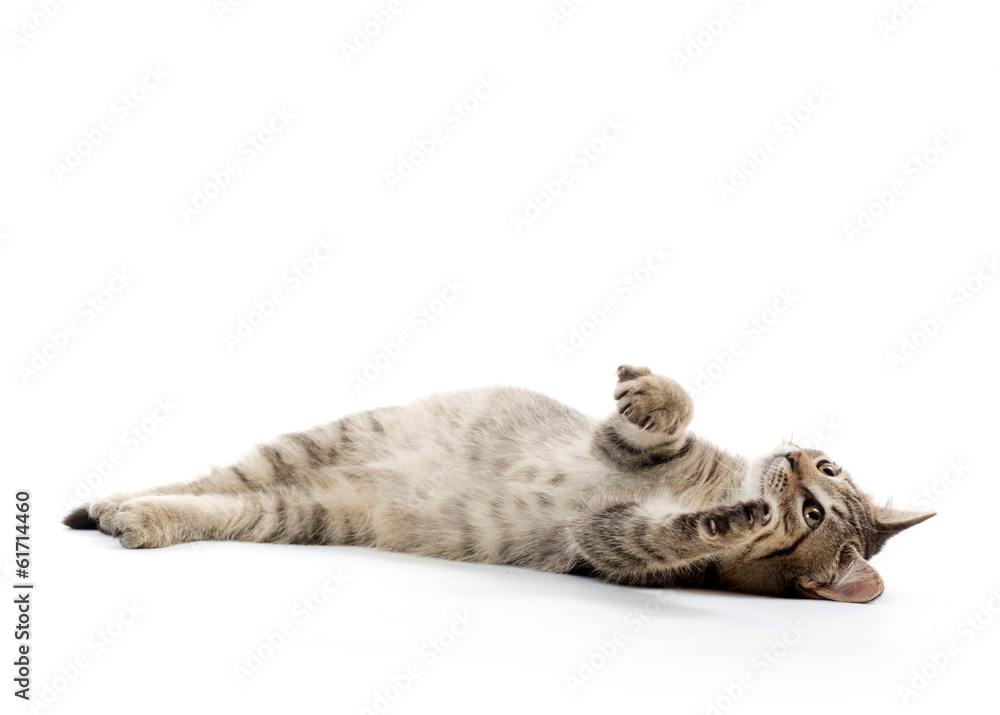 Fototapeta premium Cute tabby kitten