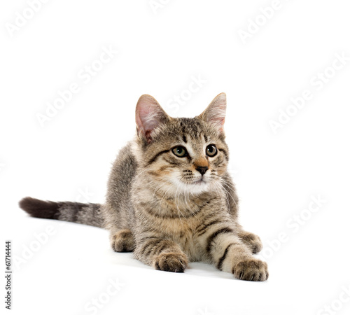 cute tabby kitten © Tony Campbell