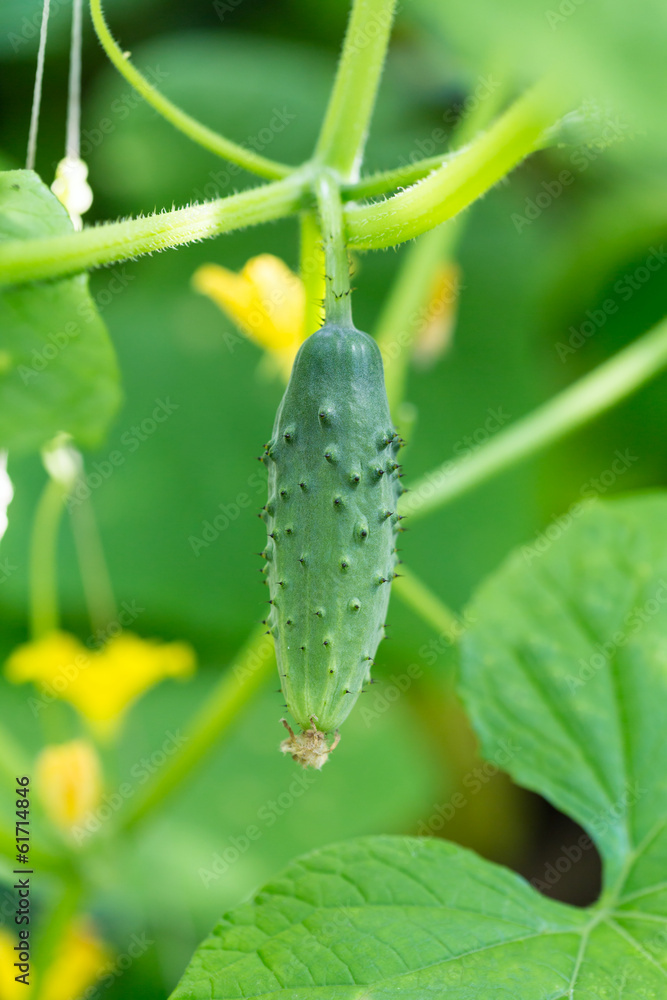 Cucumber in garden