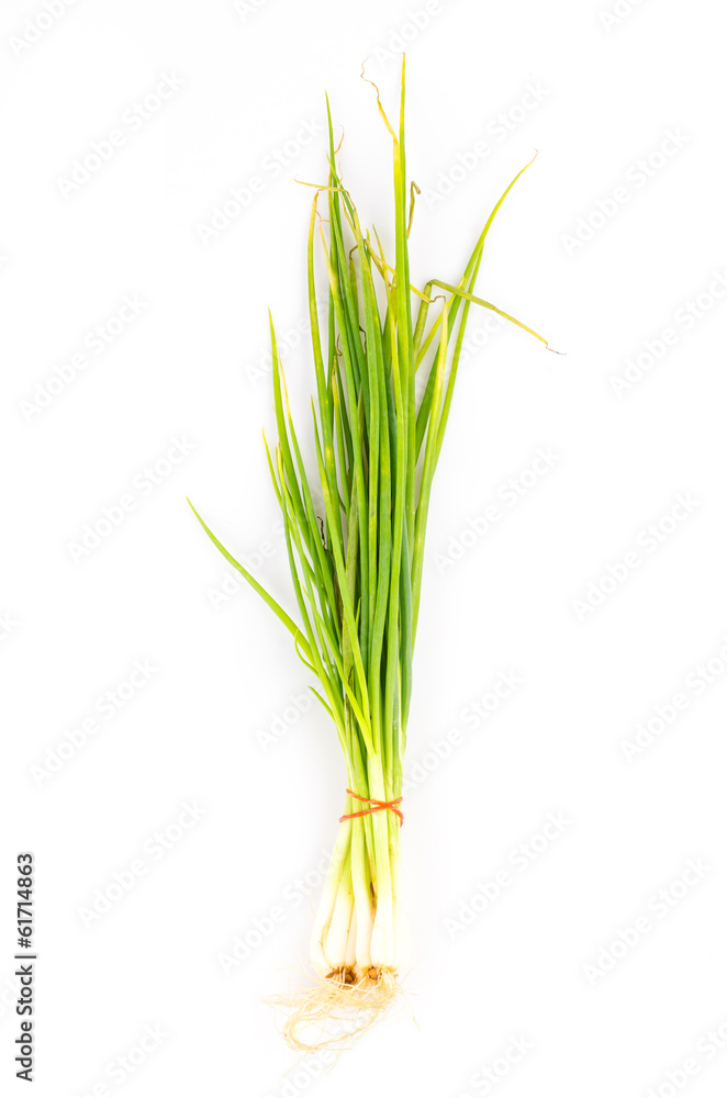 Obraz premium Onion