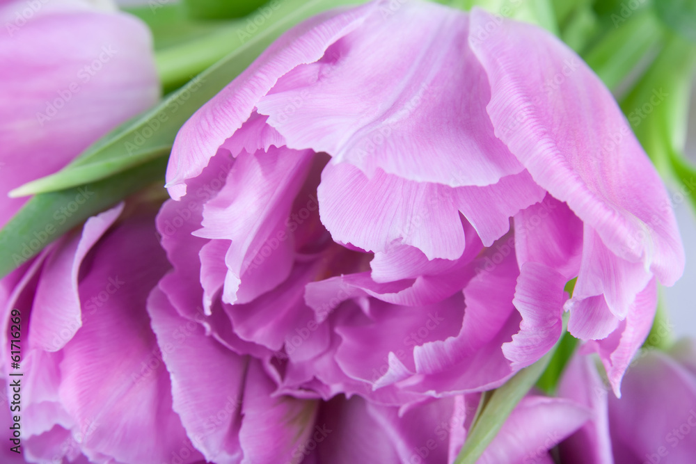 tulip flower closeup
