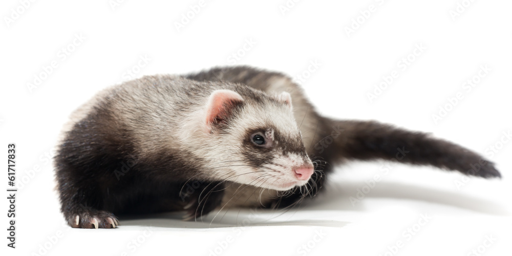 Polecat on a white background Polecat on a white background