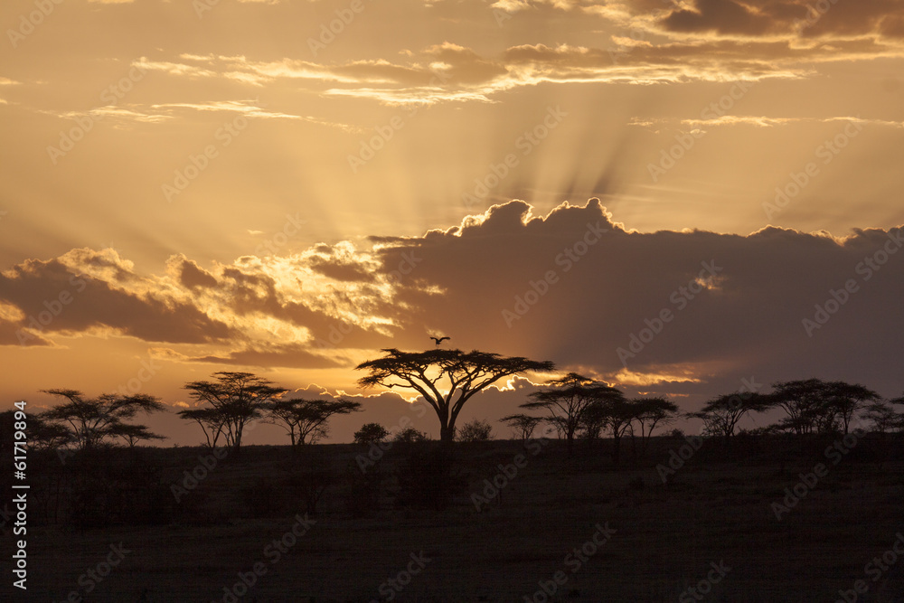 Obraz premium Afrykański zmierzch z akacją i ptakiem