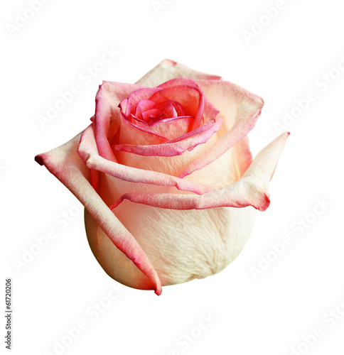 Pink rose on white