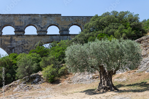 Arbre et pont du Gard photo