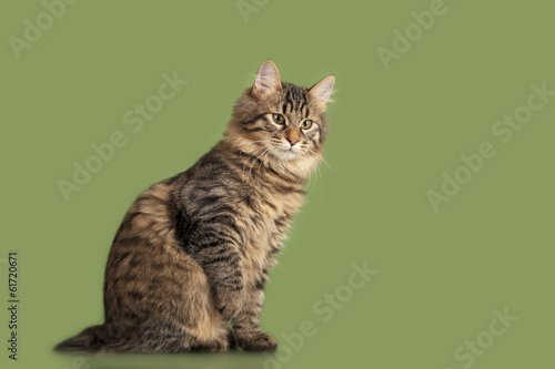 Fototapeta Naklejka Na Ścianę i Meble -  Kurilian Bobtail kitten