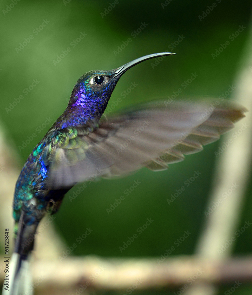 Fototapeta premium Hummingbird